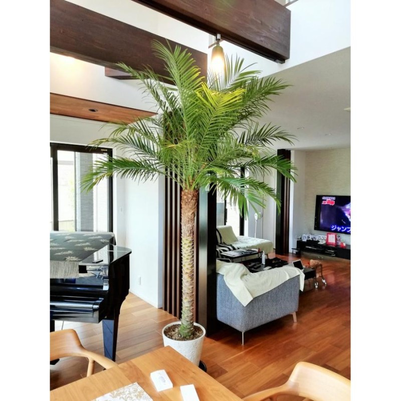 フェニックスロベレニー10号 LLサイズ 八丈島産 ヤシの木