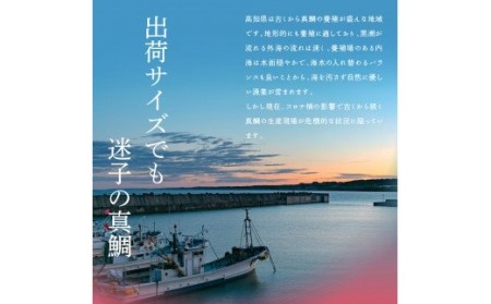 緊急支援 海鮮「真鯛の漬け丼の素」1食80g×5P《迷子の真鯛を食べて応援 養殖生産業者応援プロジェクト》  惣菜 そうざい 冷凍 保存食 海鮮丼 小分け パック 高知 一人暮らし〈高知市共通返礼品〉