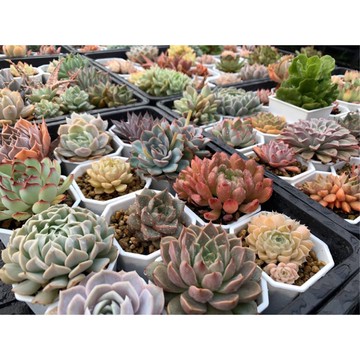 Sandra Garden 新手懶人包 捲肉多肉植物用土多肉介質 舊 蝦皮 購物 Line購物