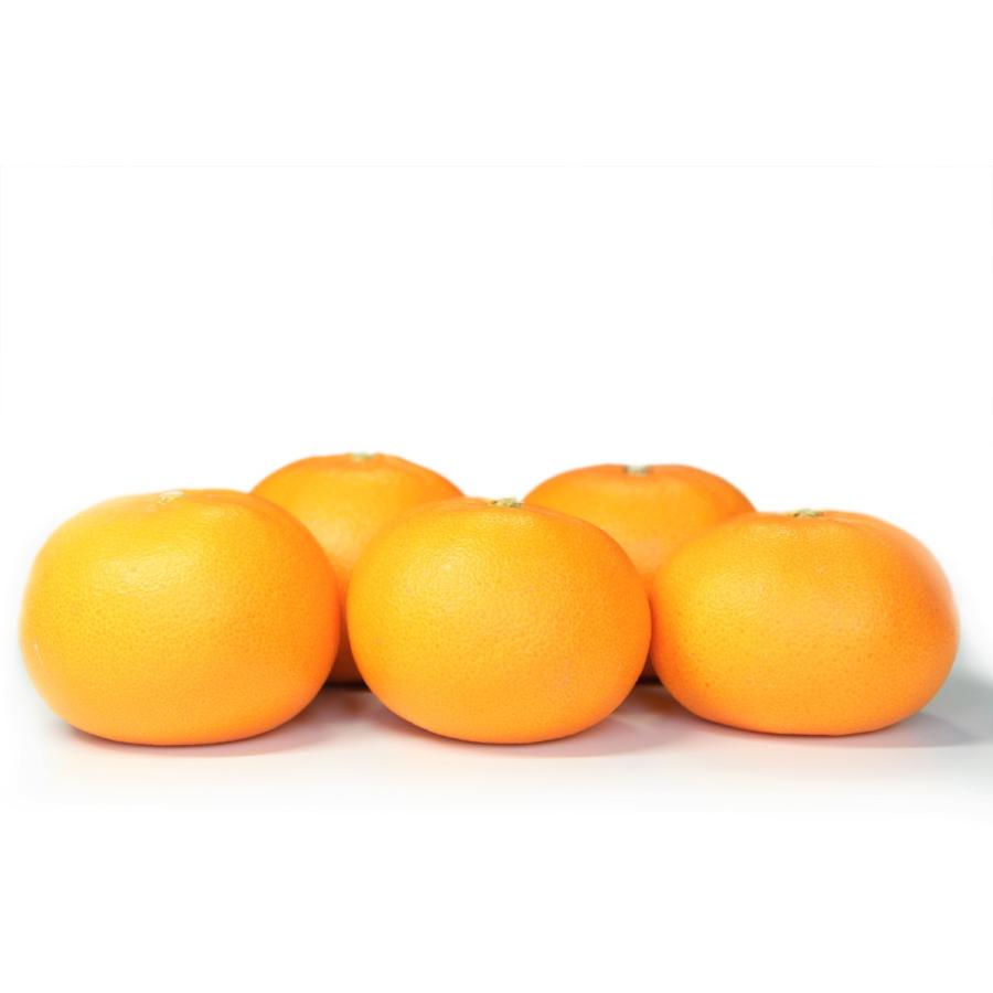 せとか おいしい みかん 愛媛 中島産 フルーツ 柑橘 家庭用 5kg 送料別