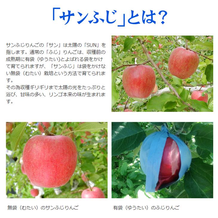 りんご 10kg サンふじ 青森産 ご家庭用 送料無料 食品