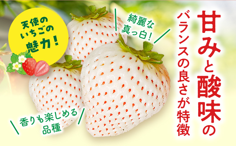 宮崎県産イチゴ「幸せの紅白いちごセット」3パック（1080g以上：36粒～45粒）_M260-012