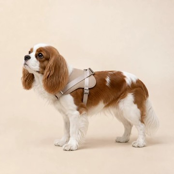 馬鞍形犬用胸背