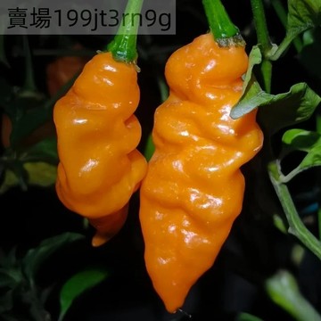 現貨🌶️【橙色熱糖Sugar Rush Peach辣椒】🌶️新種上市 （ 勁辣）高度超1M 果實芳香柑橘風味的熱帶水果味