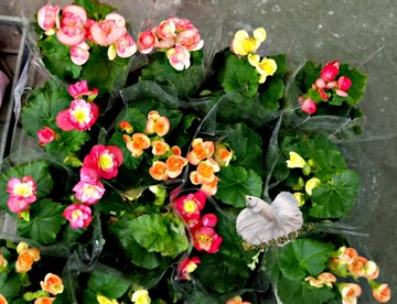 顏色隨機出 不指定 小麗格海棠玫瑰海棠花盆栽 ３吋盆多年生開花植物盆栽 送禮盆栽 半日照佳 請先確認有沒有貨 台灣樂天市場