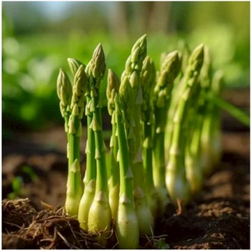 現貨 台灣現貨💥蘆筍種子（100粒）綠蘆筍 紫蘆筍 白蘆筍 循環收割 耐寒耐旱蔬菜 陽台庭院盆栽 有機蔬菜種子 蔬菜種子