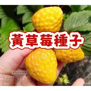 🍓草莓種子 【黃草莓種子】新手易種  陽台庭院盆栽  四季種植當年結果 營養豐富 精選高發芽率95% #Strawber