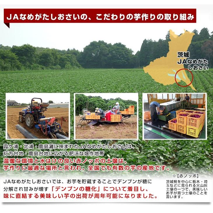 茨城県より産地直送 JAなめがたしおさい さつまいも「紅優甘 (べにゆうか)」 Mサイズ 5キロ(18本前後) 送料無料 さつま芋 サツマイモ 薩摩芋