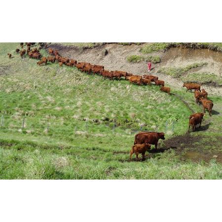 ふるさと納税 しゃぶ・すき満足セット 北海道えりも町