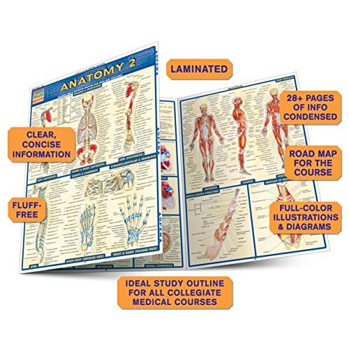 Anatomy (Quick Study Academic)