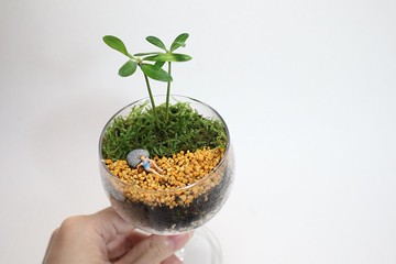 【微景觀】海濱日常－盆栽/苔蘚植物/禮物/沙灘/度假