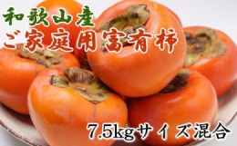 和歌山産富有柿ご家庭用約7.5kg ※2023年10月中旬頃～12月上旬頃に順次発送予定 ※離島への配送不可