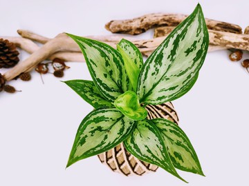 銀后粗肋草苔球│室內植物│窗邊植物│觀葉植物