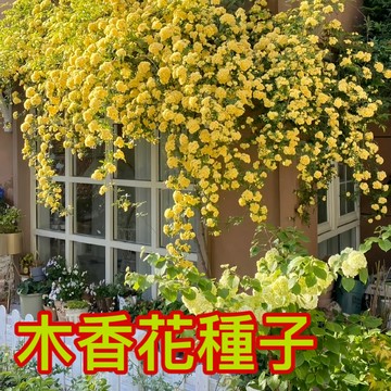 （快速出貨）6款四季木香花種子 濃香庭院 爬墻植物 七里香濃香型 超高發芽率 四季播種 蚊蟲剋星 易種易活觀賞花卉種子