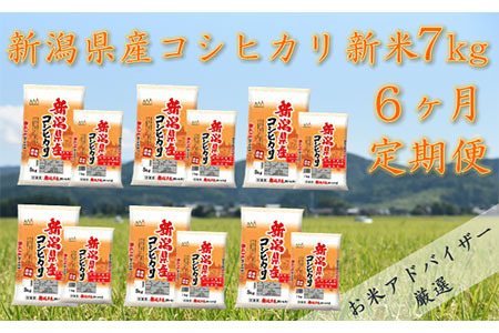 令和4年産 新潟県産　コシヒカリ　7㎏（精米）