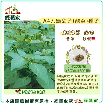 【綠藝家】A47.烏甜子(龍葵)種子0.6克(約1800顆) 耐熱.抗乾旱.耐寒.抗濕冷.野性強.粗放.土壤適應性廣