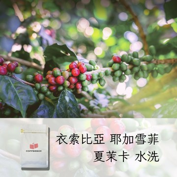 衣索比亞 耶加雪菲 夏茉卡 水洗 淺焙 (半磅)【柏克斯咖啡】