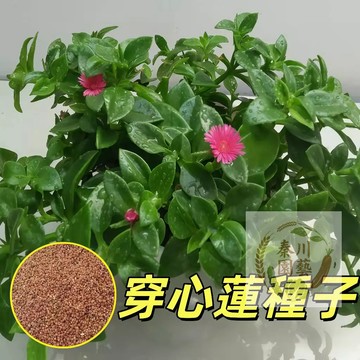 嘉儀現貨（穿心蓮種子）印度草 欖核蓮 田七種子救心菜養心菜穿心蓮食用中藥財野菜種盆栽特色蔬菜種子@中藥材種子