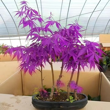 青禾園藝-紫楓種子FS-10 紫色楓樹種子稀有品種四季易種禪意綠植盆景室內外觀賞種子盆栽觀葉植物種子