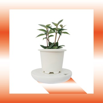 │ 窯瓷系列 │ 多葉蘭 - 弦月椒草 瓷器 水耕盆栽 懶人植物
