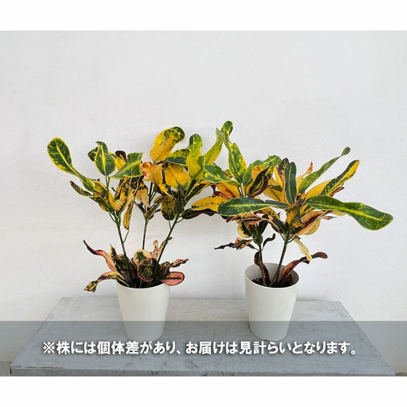 観葉植物/クロトン：sp.（レッドスクリュー系） 4号鉢植え