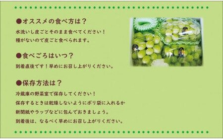 岡山県産シャインマスカット「晴王」（約2kg・3～5房程度）（令和６年7月以降発送）