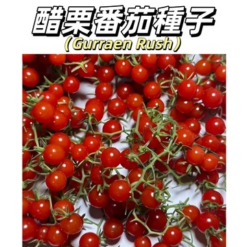 Gurraen Rush甜豌豆迷你小紅巴裡醋栗番茄種子 噶噶好吃的番茄種子