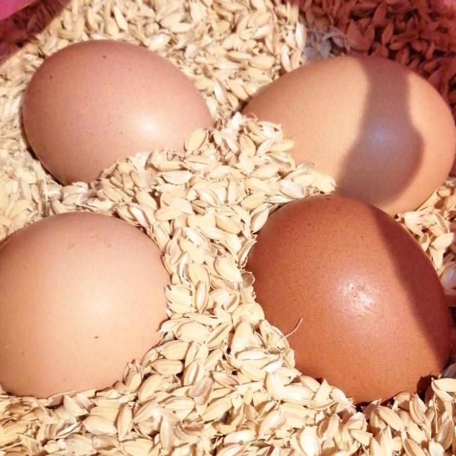 孵卵器用　鶏有精卵6個