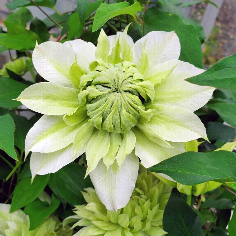 母の日 花 ギフト 鉢植え クレマチス 花園 通販 Lineポイント最大15 0 Get Lineショッピング