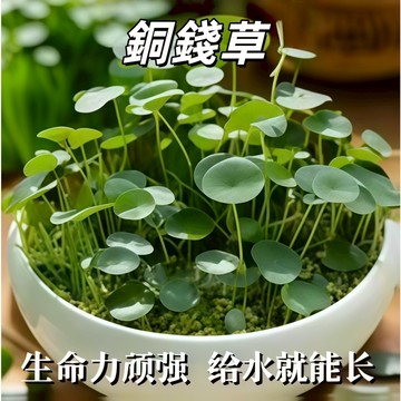 【台灣現貨】銅錢草種子金錢草 水養銅錢草水培水養土培植物 陽台辦公室盆栽好癢易活 招財吸甲醛花卉室內進化空氣綠植觀賞類