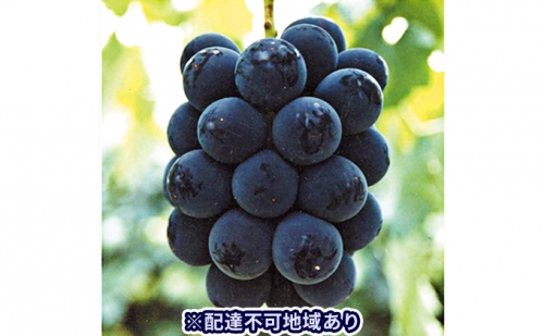 桃 2024年 先行予約 ご家庭用 オーロラブラック 約2.0kg（3～5房）ブドウ 葡萄  岡山県産 国産 フルーツ 果物