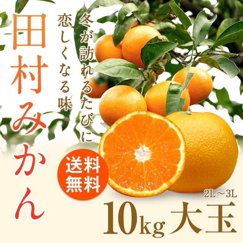 ご予約商品 田村みかん 大玉 10kg 2L〜3L ミカン 蜜柑 数量限定 和歌山県産 湯浅町田村 北海道は送料1000円 沖縄・離島は発送不可