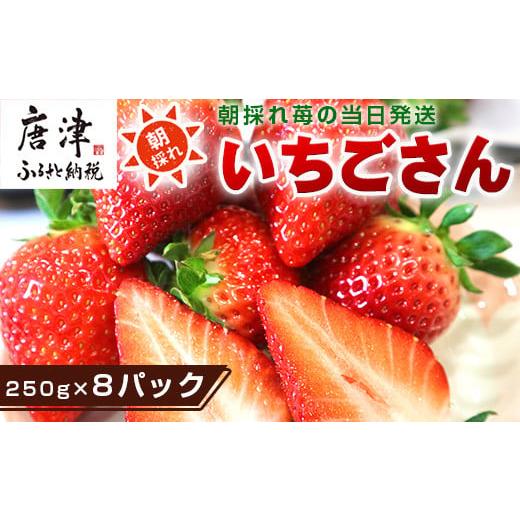 ふるさと納税 佐賀県 唐津市 『予約受付』唐津産 いちごさん 250g×8パック(合計2kg) 濃厚いちご 苺 イチゴ 果物 フルーツ