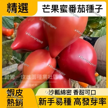 現貨【芒果蜜番茄種子】（100粒）四季種植蔬菜種子沙瓤綿密番茄品種 口感綿密好味道 新品種番茄種子  庭院陽台露台種植