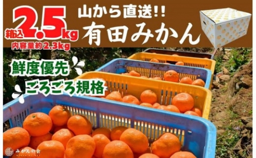 みかん 山から直送 箱込 2.5kg 内容量約 2.3kg 鮮度優先ごろごろ規格 和歌山県産 産地直送 家庭用