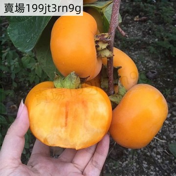現貨 柿子種子（50粒）高產水果 冰糖柿子 軟柿軟甜柿子種子 日本甜柿種子磨盤柿種子 水果種子 庭院觀賞花木種子高產