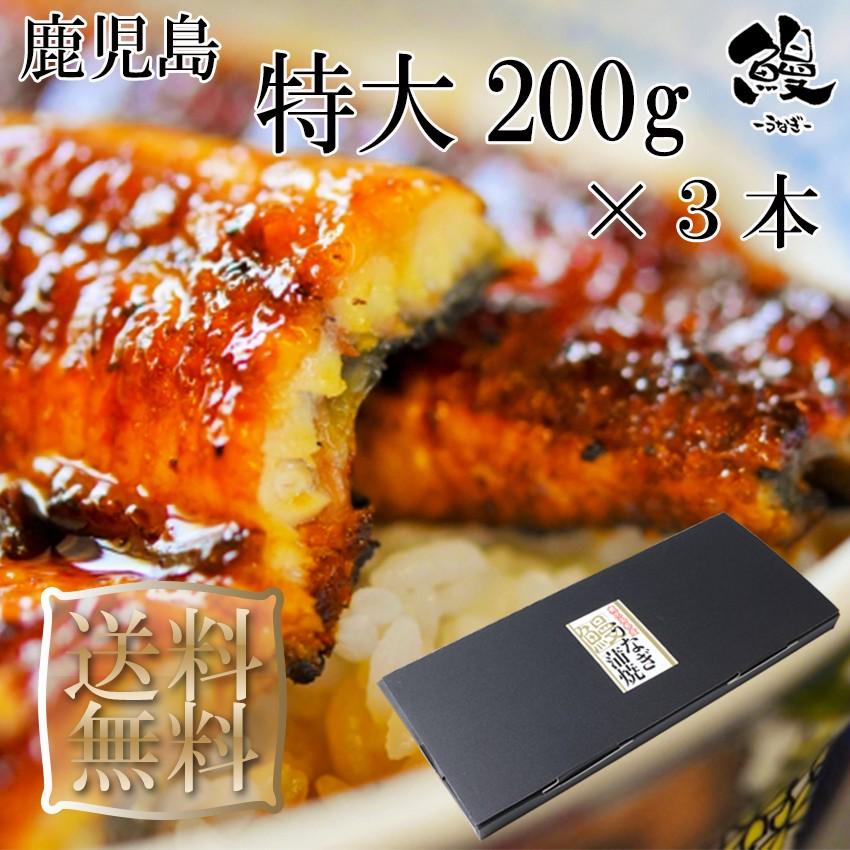 うなぎ蒲焼 特大 200g×3本 御歳暮 プレゼント 送料無料 鹿児島産 鰻