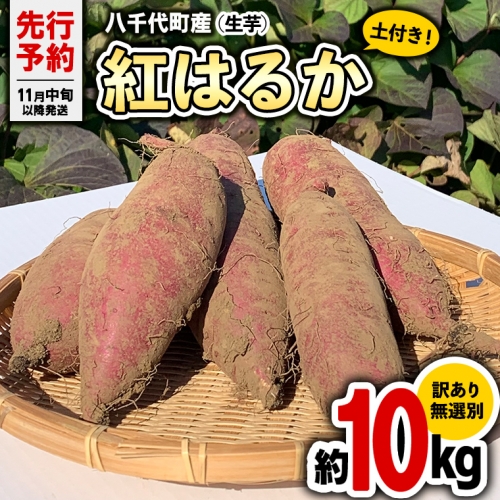 訳あり 茨城 八千代町産 さつまいも 紅はるか 土付き 無選別 生芋 約