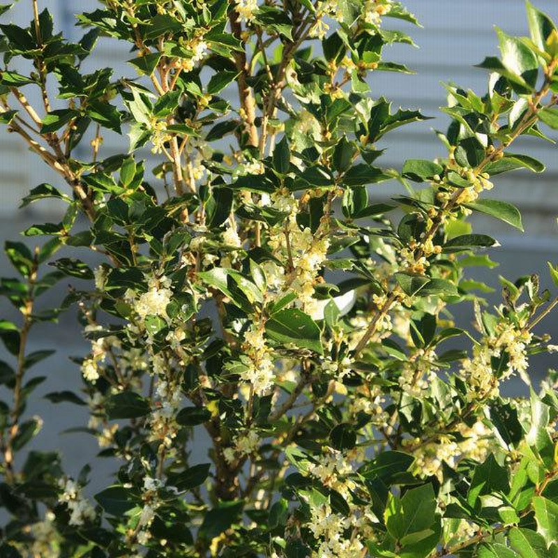 庭木 植木 オニヒイラギ 鬼柊 ひいらぎ 大株 佐川急便発送 甘い香りのお花も楽しみです 通販 Lineポイント最大0 5 Get Lineショッピング