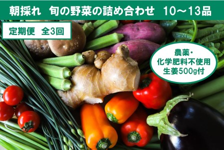 『定期便全3回』栽培期間中に農薬不使用の生姜200gと旬の野菜詰め合わせ10～13品目 旬の野菜 定期 生姜 野菜 健康 詰め合わせ セット 採れたて おいしい 美味しい 自然 新鮮 故郷納税 ふるさとのうぜい 返礼品 高知県 高知 36000円