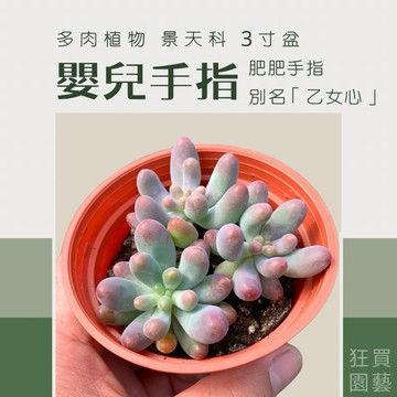 [狂買園藝] 多肉植物 嬰兒手指 (乙女心) 3寸盆 景天科 /陽台植物/小品盆栽/送禮小物/仙人掌