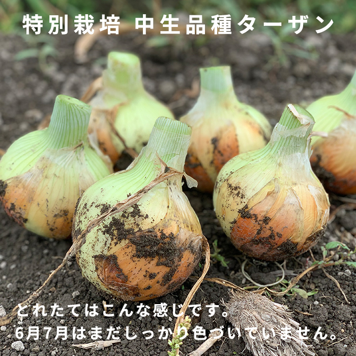 淡路島産たまねぎ 特別栽培 中生品種ターザン あさひサンファーム 数量限定 ひょうご安心ブランド