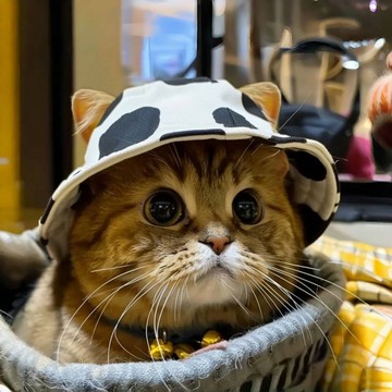 萌寵物帽子 寵物漁夫帽 寵物遮陽帽 貓咪帽子 狗狗帽子 寵物帽 寵物配件 寵物服飾