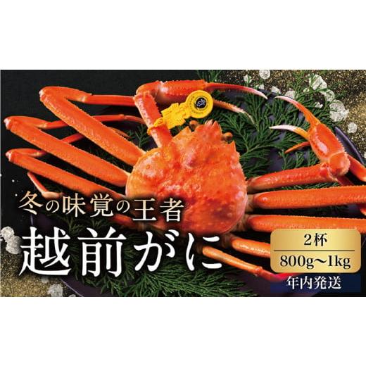 ふるさと納税 福井県 越前市 越前がに（オス）「ずわいがに」大サイズ（800g-1kg） 2杯