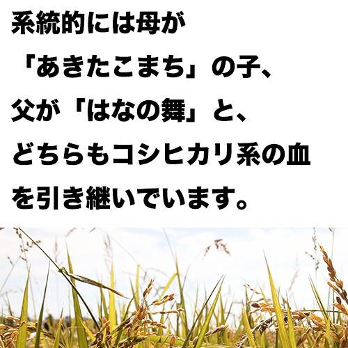 新米 米 5kg 青森県産 5年産  まっしぐら 白米5kg  人気 安い