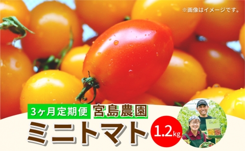 ミニトマト (ミックス) 1.2kg×3回 八代市産 宮島農園