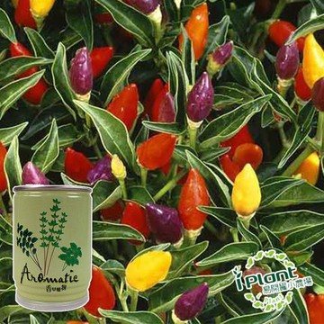 任-iPlant易開罐頭小農場(五彩辣椒)開心樂活植栽
