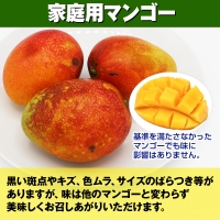 金城義昭マンゴー農園　アーウィンマンゴー家庭用1.5kg