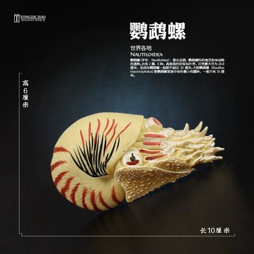 童德仿真鸚鵡螺玩具海洋動物模型菊石獸直角石兒童認知擺件禮物