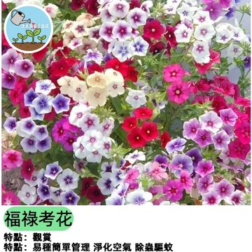 福祿考種子 又名芝櫻/叢生福祿考 多年生開花地被 陽台盆栽花海 耐寒耐旱 四季易種 鋪地花卉 庭院造景 蜜源植物